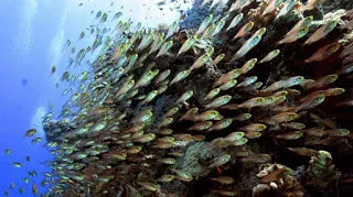 Τα ψάρια εξαφανίζονται με πολύ ταχύτερο ρυθμό από ό,τι πιστεύαμε