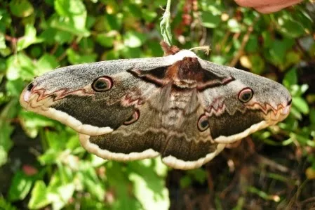 Γιγάντια νυχτοπεταλούδα-παγώνι με “τρίχες” και άνοιγμα φτερών 17 εκατοστά