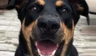 Τι προσπαθεί να πει ο σκύλος με το γαύγισμά του;