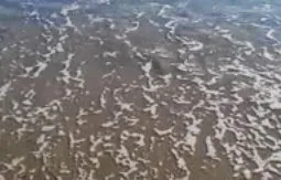 Πνίγηκε λευκός καρχαρίας από θαλάσσιο λέοντα! Δείτε το βίντεο!