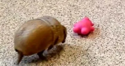 To μωρό Αρμαντίλλο που έχει ξετρελάνει το youtube! [video]