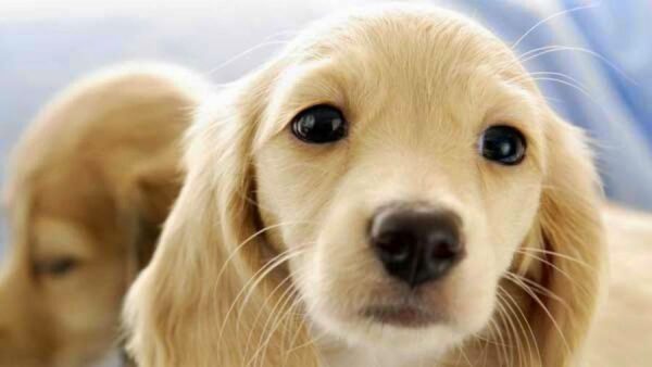 Ο σκύλος σου μπορεί να καταλάβει αν έχεις καρκίνο!