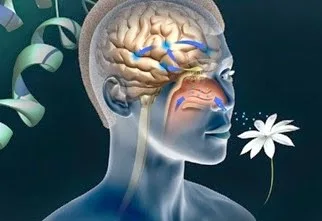 ΑΠΙΣΤΕΥΤΟ !! Η απώλεια της όσφρησης μόνο … αθώα δεν μπορεί να θεωρηθεί!