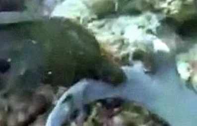 Σμέρνα προσπάθησε να καταπιεί έναν ολόκληρο καρχαρία! [video]