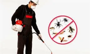 ΛΥΣΗ SOS: Τα 4 μαγικά συστατικά της φύσης που εξολοθρεύουν τα έντομα από το σπίτι