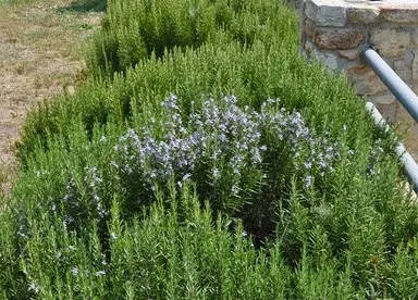 Φτιάξτε μόνοι σας το πιο χαλαρωτικό σπρέι με δεντρολίβανο!