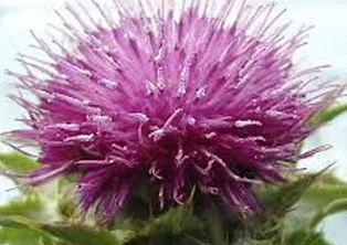 Η αγριαγκινάρα, το πετρέλαιο της Ελλάδας