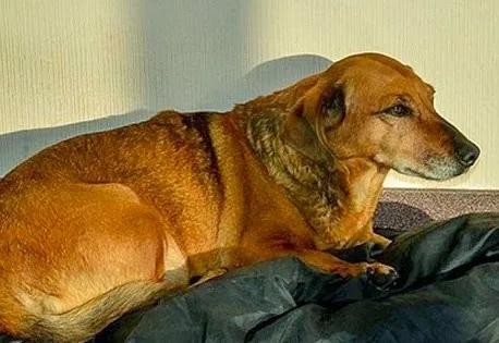 ΣΥΓΚΙΝΗΤΙΚΟ ! Σκυλάκι πηγαίνει επί 2 έτη στο νοσοκομείο όπου εξέπνευσε το αφεντικό του!