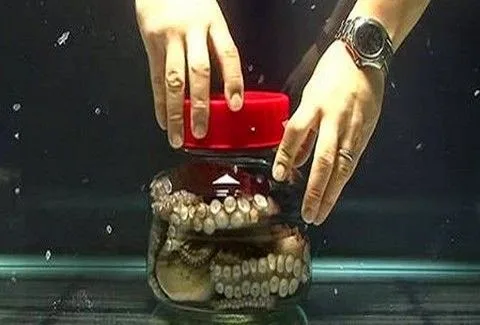 ΑΠΙΣΤΕΥΤΟ: Έκλεισε ένα ζωντανό χταπόδι σε ένα γυάλινο βάζο. Δείτε τι συνέβη μετά… [video]