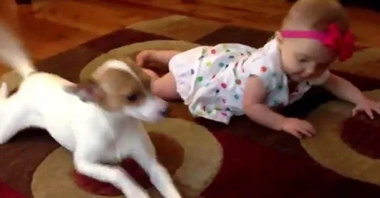 ΑΠΙΣΤΕΥΤΟ !!! Σκύλος μαθαίνει σε μωρό πως να μπουσουλάει… [video]