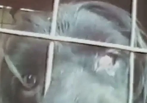 Κάτι που πρέπει οπωσδήποτε να διαβάσουν όσοι ενδιαφέρονται να αποκτήσουν κατοικίδιο! [video]