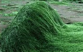 Σπιρουλίνα, γιατί θεωρείται κορυφαίο superfood