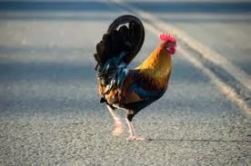 Γιατί το κοτόπουλο διασχίζει το δρόμο;