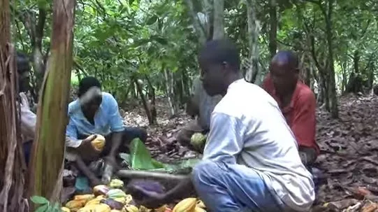 Δουλεύουν σε φυτείες κακάο αλλά δε δοκίμασαν ποτέ σοκολάτα! [video]