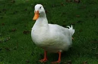 Από πού έχει βγει η φράση – “Κάνει την πάπια”