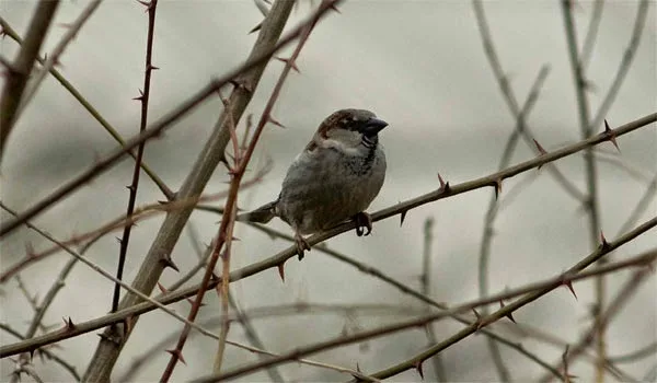 ΑΠΙΣΤΕΥΤΟ ! Γιατί τα πουλιά βάζουν αποτσίγαρα στις φωλιές τους;