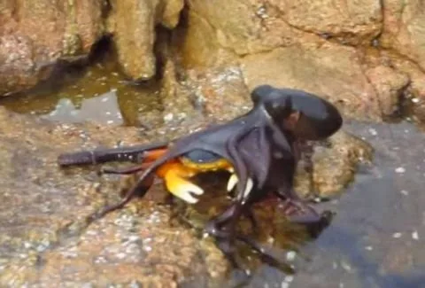 Απίστευτη επίθεση από χταπόδι σε…καβούρι! Δείτε τι συμβαίνει… [video]