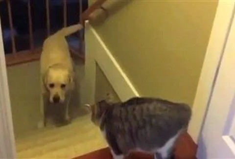 Σαν το σκύλο με τη γάτα: Δείτε το ΞΕΚΑΡΔΙΣΤΙΚΟ βίντεο! [video]