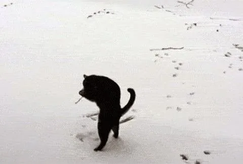 Γάτα βλέπει και αγγίζει για ΠΡΩΤΗ ΦΟΡΑ χιόνι…Δείτε την απίστευτη αντίδρασή της![Video]