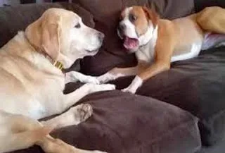 Ξεκαρδιστικό! Δύο σκυλιά έχουν ξαπλώσει στον καναπέ και συζητούν για το… νόημα της ζωής! [Video]