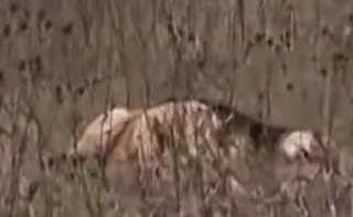 Συγκλοντιστικό βίντεο: Σκύλος αρνείται να αποχωριστεί τη νεκρή «σύντροφό» του! [video]