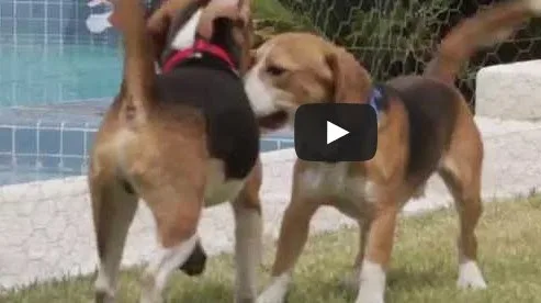 ΣΟΚΑΡΙΣΤΙΚΟ: 9 πειραματόζωα βλέπουν το φως του ήλιου για πρώτη φορά [Video]