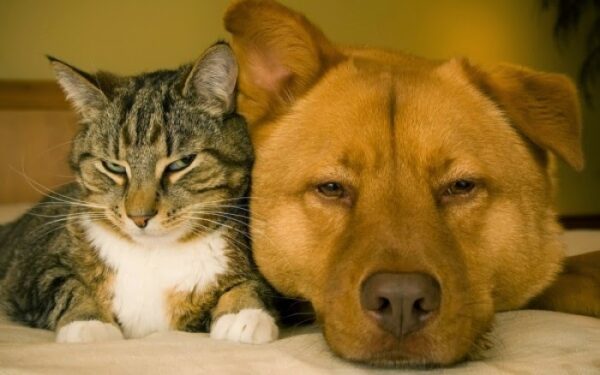 Ποιες ασθένειες μεταδίδουν τα ζώα στον άνθρωπο