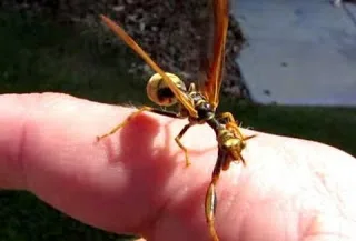 Τί είναι αυτό το έντομο;;;  [video]