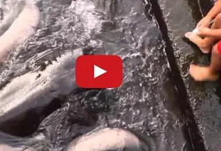 ΑΠΙΣΤΕΥΤΟ: Αυτό το παιδί παίζει με έναν πολύ ασυνήθιστο φίλο στην θάλασσα… [video]