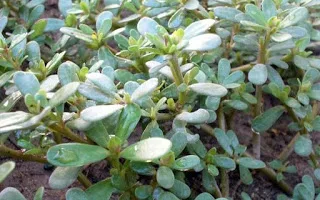 Γλυστρίδα ή Αντράκλα: Ένα αρχαίο θεραπευτικό φυτό με πολλές θεραπευτικές ιδιότητες