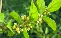 Θέλεις να αδυνατίσεις; Αυτά τα βότανα θα σε βοηθήσουν