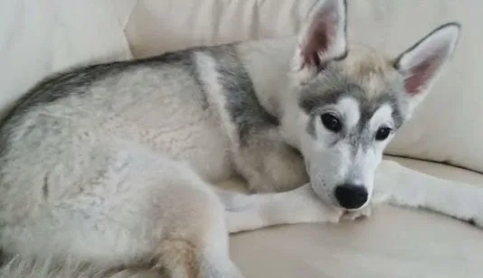 Ξεκαρδιστικό video με τετράποδους φίλους που έχουν λόξυγγα… [video]