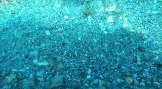 Αυτό είναι το αόρατο ψάρι: Εσύ μπορείς να το διακρίνεις; [video]