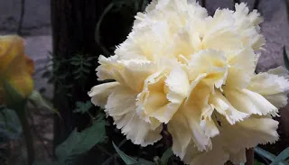 Στα μαύρα θα παρελάσουν οι μαθητές του Μουσικού Σχολείου Χανίων