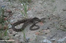 Επικίνδυνα φίδια στην Ελλάδα. Τι να κάνουμε εάν μας τσιμπήσουν