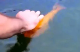 Βάζει τα χέρια του μέσα στο νερό για να πιάσει αυτό το ψάρι! Λεπτά αργότερα τα πράγματα αρχίζουν και γίνονται περίεργα… [video]