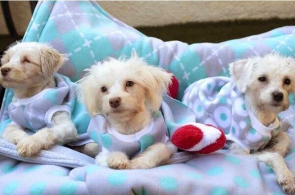 Αρχικά μας φάνηκαν σαν 3 φυσιολογικά κουταβάκια. Όταν όμως κουνήθηκαν, πόνεσε η καρδιά μας… [video]