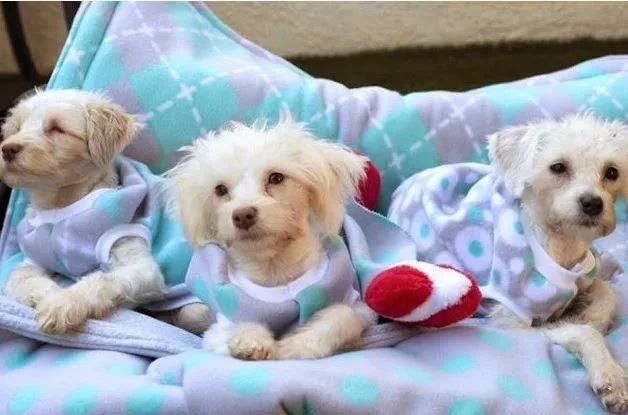 Αρχικά μας φάνηκαν σαν 3 φυσιολογικά κουταβάκια. Όταν όμως κουνήθηκαν, πόνεσε η καρδιά μας… [video]