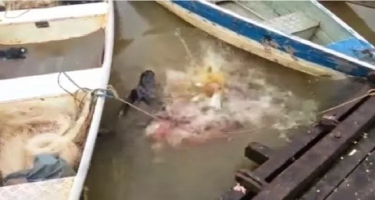 Τι γίνεται όταν τα πιράνχας θέλουν να φάνε; [video]