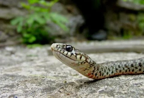 ΤΡΟΜΑΚΤΙΚΟ! Δείτε πώς μπορεί ένα φίδι να βρεθεί από πάνω σας… [video]