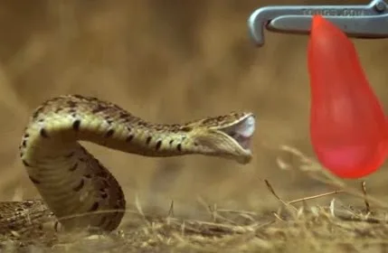 Απίστευτη επίθεση φιδιού σε slow motion που ανατριχιάζει… [video]
