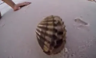 Βρήκε ένα κοχύλι στην παραλία. Μόλις το άνοιξε βγήκε κάτι απίστευτο από μέσα του… [video]