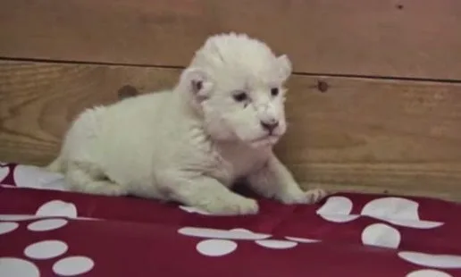 Λευκό λιονταράκι μιας εβδομάδας εξασκείται στο πως να βρυχάται [video]