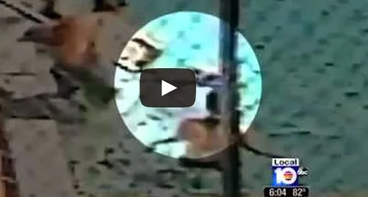 ΣΚΗΝΕΣ ΣΟΚ στη Φλόριντα: Καρέ καρέ οι σκηνές πανικού – Παιδιά έπαθαν ηλεκτροπληξία σε πισίνα! [video]