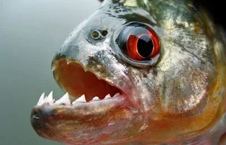 ΤΡΟΜΟΣ: Δείτε πως αντιδρούν τα πεινασμένα πιράνχας… [video]