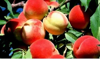 Οι 5 ευεργετικές ιδιότητες των ροδάκινων