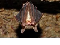 Τι κοινό έχουν μία νυχτερίδα και ένα δελφίνι;