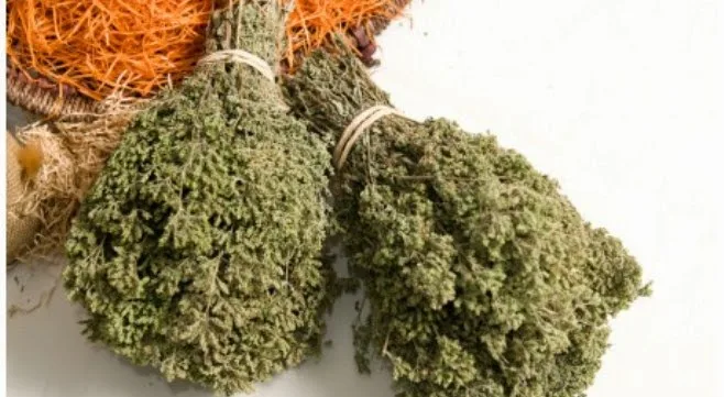 Η ρίγανη μπορεί να κάνει θαύματα και στην υγεία μας