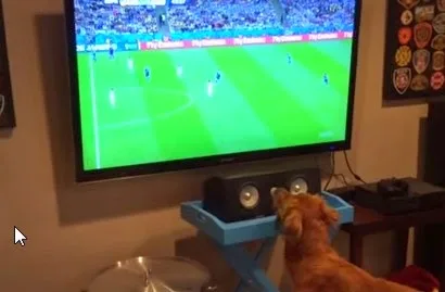 Ξεκαρδιστικό video με τον φανατικό υποστηρικτή του Μουντιάλ… [video]