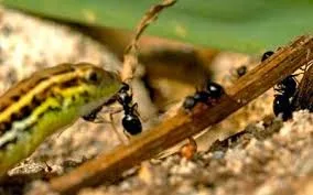 Πώς τα μυρμήγκια διέθεταν διαδίκτυο εδώ και εκατομμύρια χρόνια